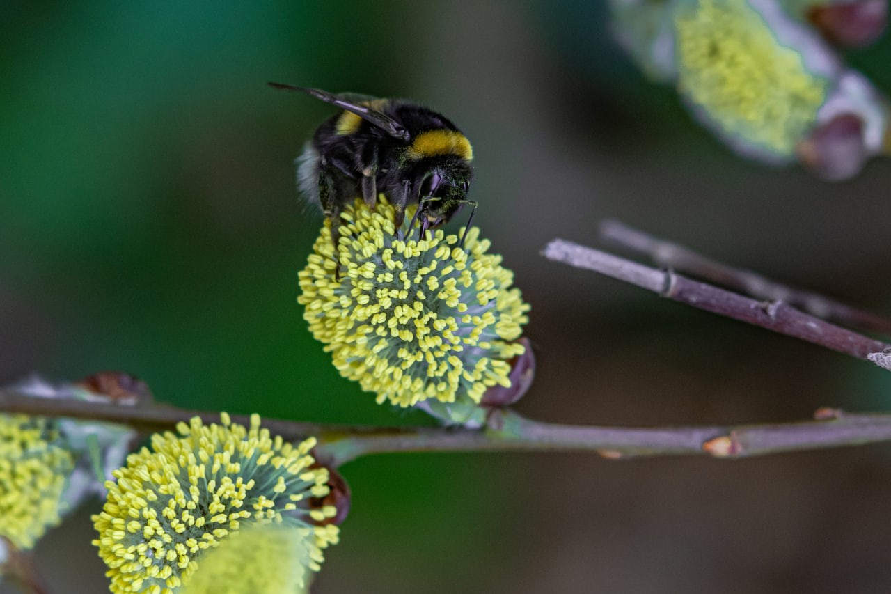 Pollinators in Africa