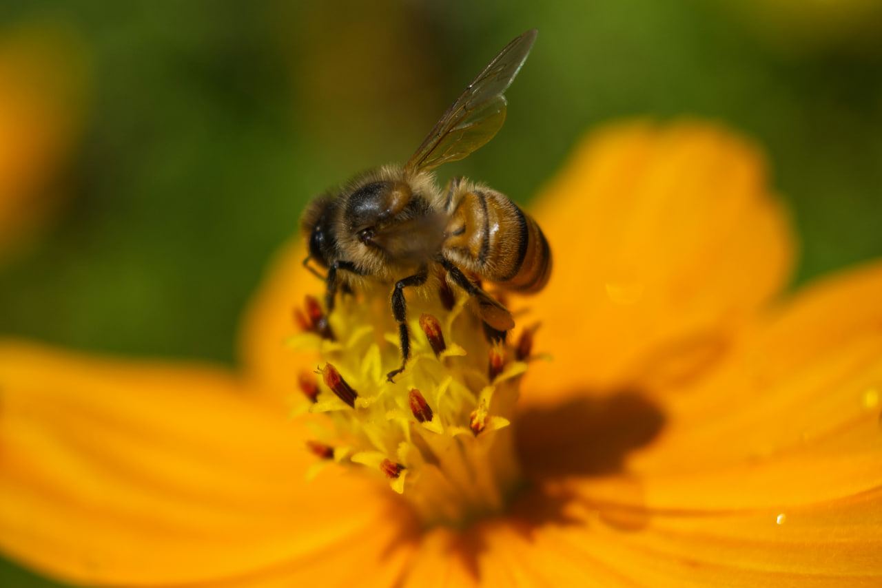 African bee on flower