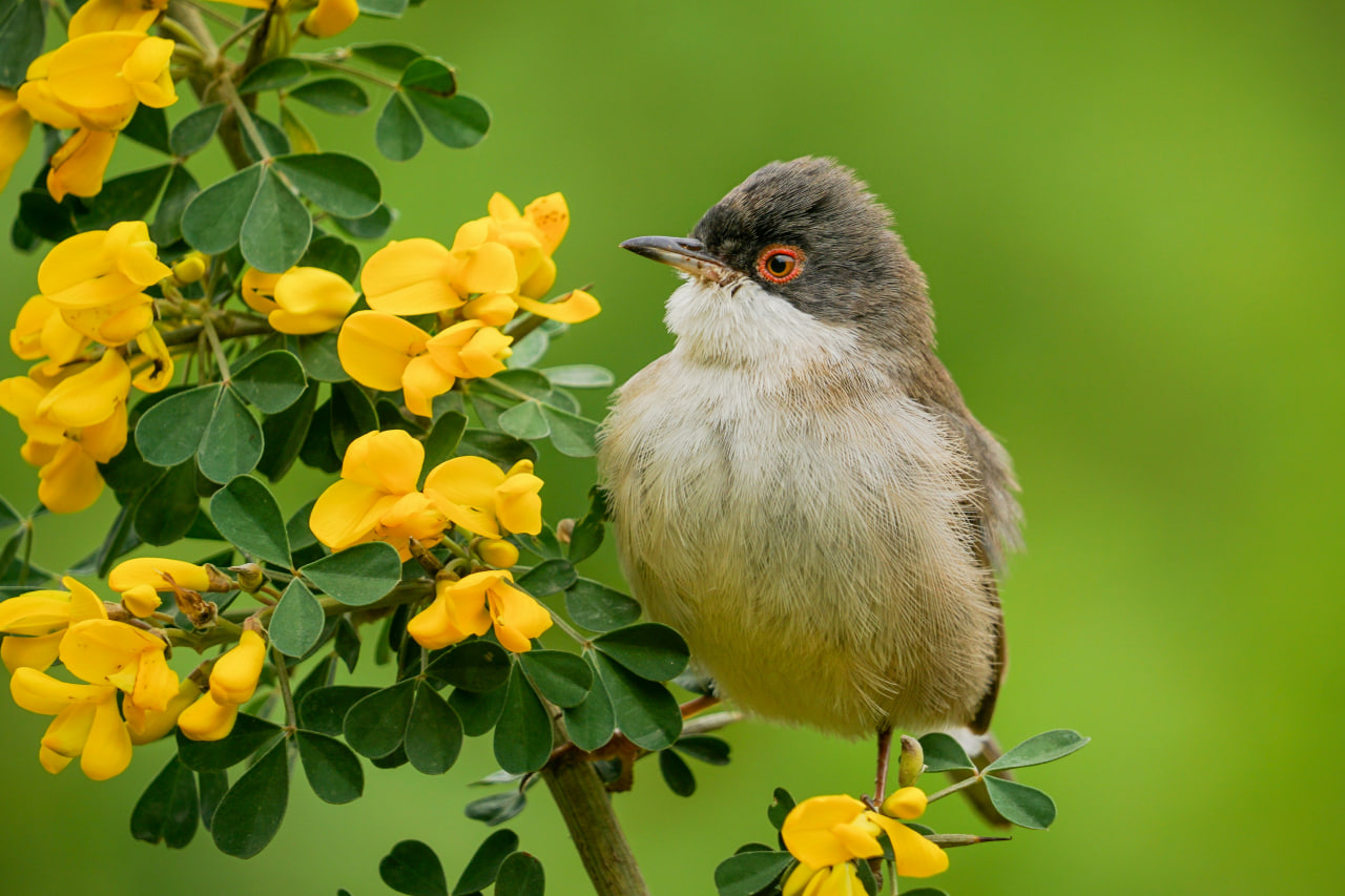 Sunbird pollinating