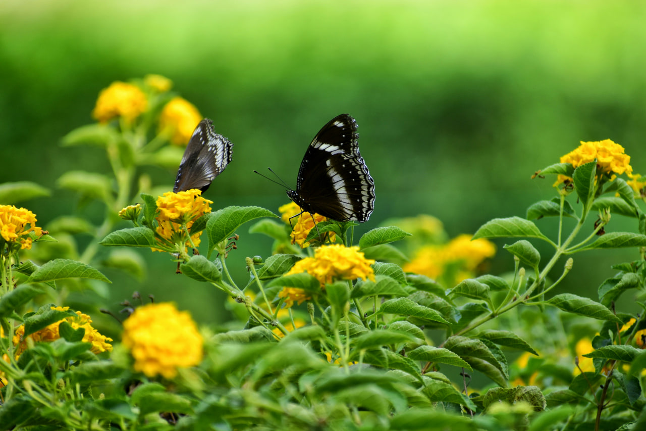 Butterfly pollinating